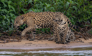 Jaguar hunting for caiman in Pantanal, Brazil