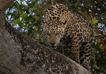 Jaguar hunting for caiman in Pantanal, Brazil