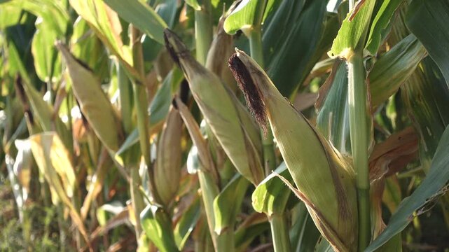 Lush corn field with green stalks, ripe ears, and sunlit leaves. A vivid farming scene capturing harvest season.