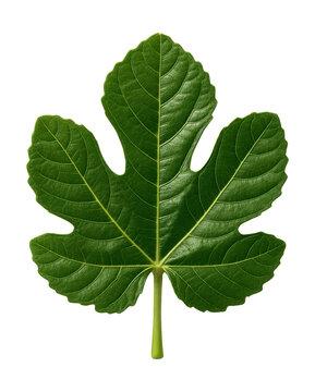 Fig leaf on a plain background.