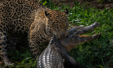 Jaguar hunting for caiman in Pantanal, Brazil