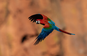 Red and green macaw in Brazil