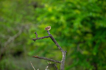 A small, streaky brown lark with a buff-white supercilium perches on a gnarled, leafless branch,...
