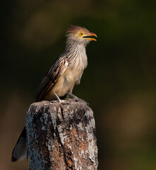Guira Cuckoo in the Pantanal
