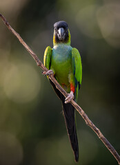 A parakeet in the Pantanal, Brazil