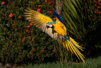 Blue and yellow macaw in Brazil © Harry Collins