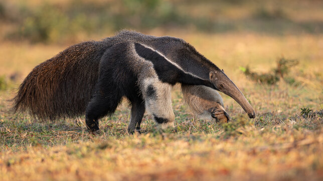 Giant anteater in Pantanal, Brazil.  - Powered by Adobe