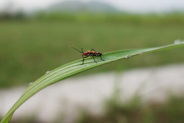 A close-up macro photograph of a tiny red and black insect traversing a dew-kissed blade of grass, with a soft green background.