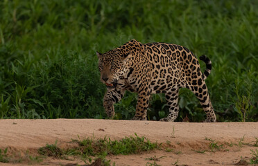 Jaguar hunting for caiman in Pantanal, Brazil