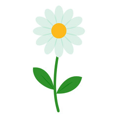 daisy flower on white background