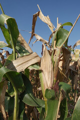 Golden Corn Field Close-Up of Ears on Stalks in Bright Summer Sunlight, Ripened and Healthy. Agricultural Corn Field