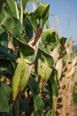 Lush corn field with green stalks, ripe ears, and sunlit leaves. A vivid farming scene capturing harvest season.