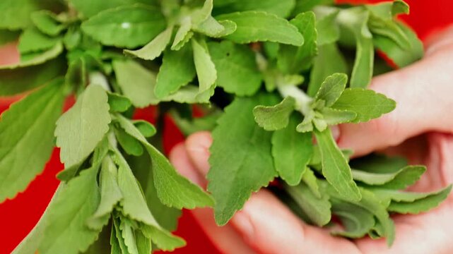 Stevia rebaudiana. Hands sorting through green leaves of fresh stevia.Alternative Low Calorie Vegetable Sweetener. 4k footage