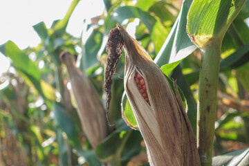 Detailed view of golden ripe corn ears on green stalks, illuminated by bright natural sunlight.
