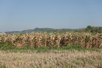 A vast cornfield with tall golden stalks beneath a clear blue sky, highlighting a rural agricultural landscape during the harvest season.