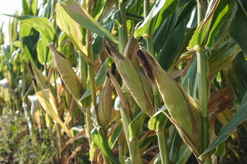 Lush corn field with green stalks, ripe ears, and sunlit leaves. A vivid farming scene capturing harvest season.