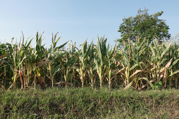 Golden cornfield on a sunny day with tall green stalks under a clear blue sky, representing a vibrant agricultural landscape.