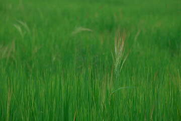 rice landscape, green grass background. landscape from Thialand.