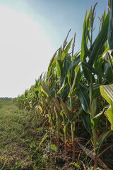 Lush green cornfield with tall stalks growing under a bright clear sky in the countryside.