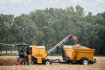 Combine harvester harvesting corn cobs.