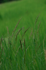 rice landscape, green grass background. landscape from Thialand.