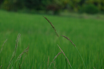 rice landscape, green grass background. landscape from Thialand.