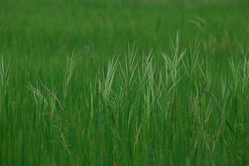 rice landscape, green grass background. landscape from Thialand.