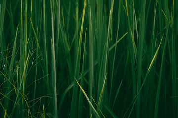 rice landscape, green grass background. landscape from Thialand.
