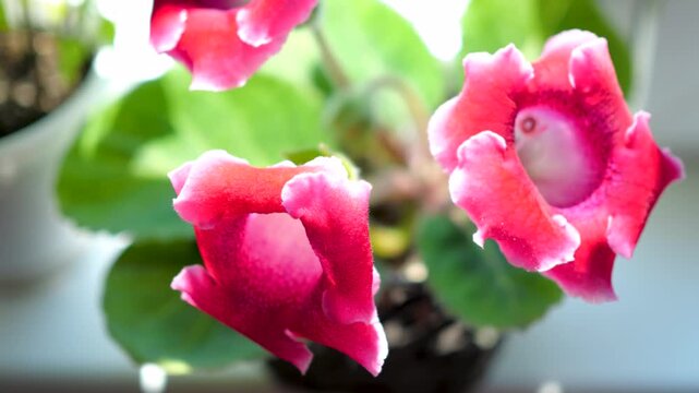 Gloxinia Hybrida. Symbolizes constancy, fidelity and devotion. Houseplants.