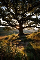 Obraz premium A majestic oak tree, bathed in golden sunlight, stands sentinel atop a hill, its expansive canopy casting deep shadows across the surrounding landscape.