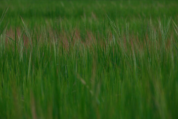 rice landscape, green grass background. landscape from Thialand.
