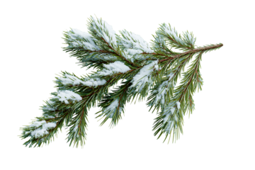 christmas tree branch iwith snow solated