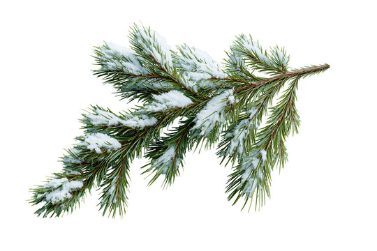 christmas tree branch iwith snow solated - Powered by Adobe