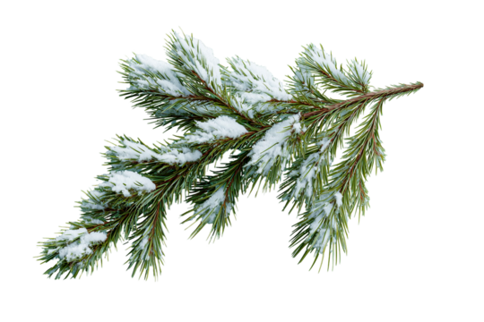 christmas tree branch iwith snow solated