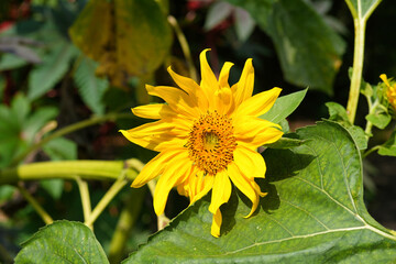 The common sunflower (Helianthus annuus) is a species of large annual forb of the daisy family Asteraceae.
