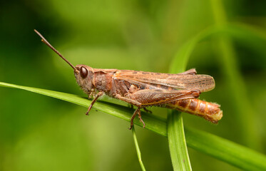 Brown Grasshopper Macro Insect Nature Photography Outdoors Entomology 