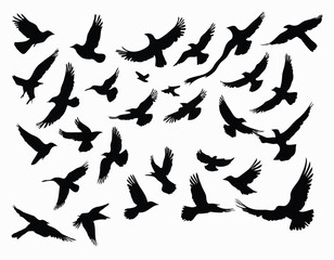 Flying birds silhouettes on white background. Vector illustration. isolated bird flying