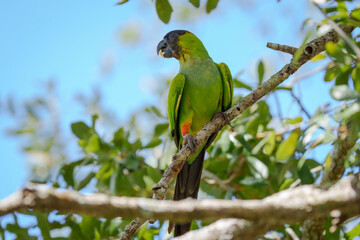 Nanday Parakeet perched on a branch