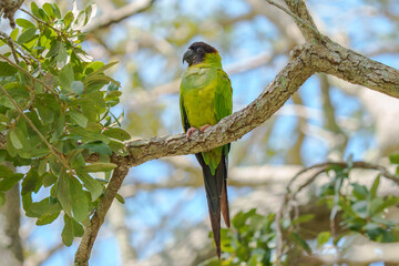 Nanday Parakeet perched on a branch