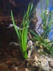 sea horses in an aquarium 