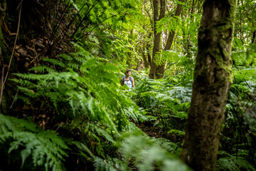 Fototapeta premium A hiker walks along a green jungle path overgrown with ferns. The rainforest is located in São Vicente on the island of Madeira in Portugal.