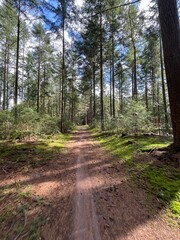 MTB track Lemelerberg