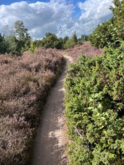 MTB track Lemelerberg