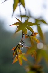Maple leaves hang gently from a thin branch.