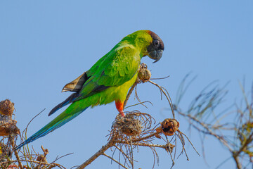 Nanday Parakeet perched on a branch