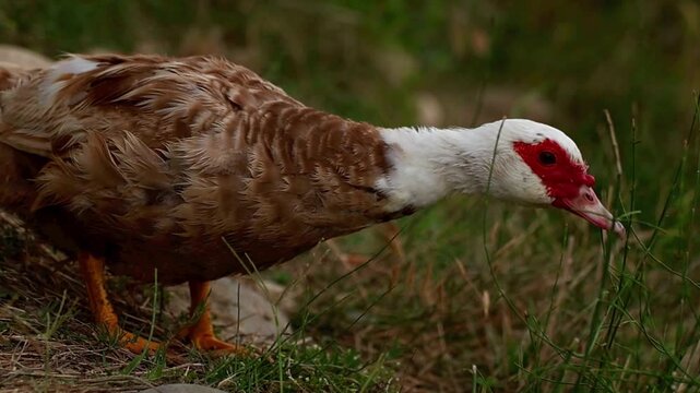 Brown and white Muscovy duck foraging on grass. The duck has a distinctive red facial caruncle and orange legs, showcasing its unique features in a natural setting.