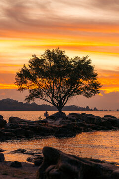 Sunset view of a big tree at Batu Passa Liang sipogu with a view of Lake Toba, North Sumatra, Sumatra, Indonesia