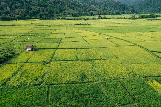 Expansive view of lush green rice fields with a solitary hut and surrounding forested hills. Aceh Jaya Regency, Aceh, Sumatra, Indonesia