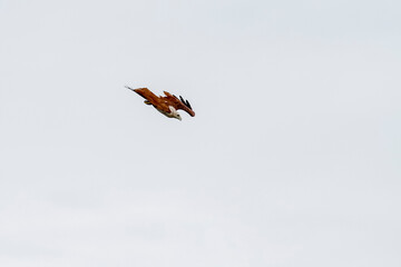 Red eagle fly on the sky in nature at thailand