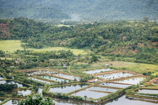 Lush green landscape with terraced fields and distant hillside forest. Aceh Jaya Regency, Aceh, Sumatra, Indonesia